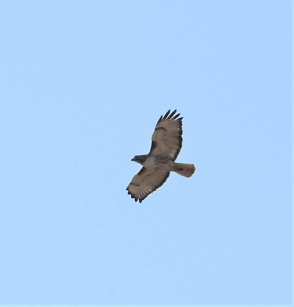 Red-tailed Hawk - ML441189561
