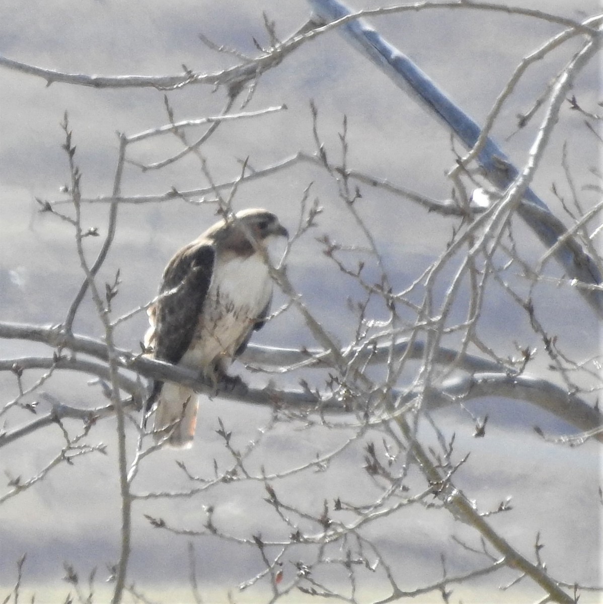 Red-tailed Hawk - ML441189621