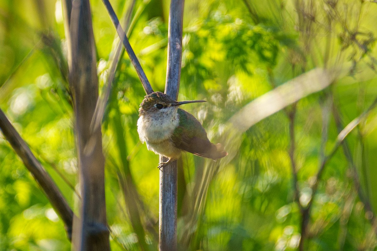 Calliope Hummingbird - ML441189851