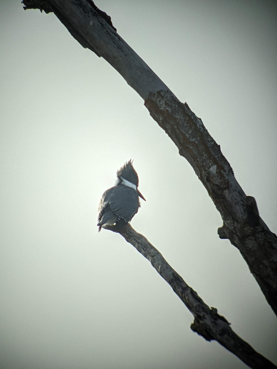 Belted Kingfisher - ML441192851