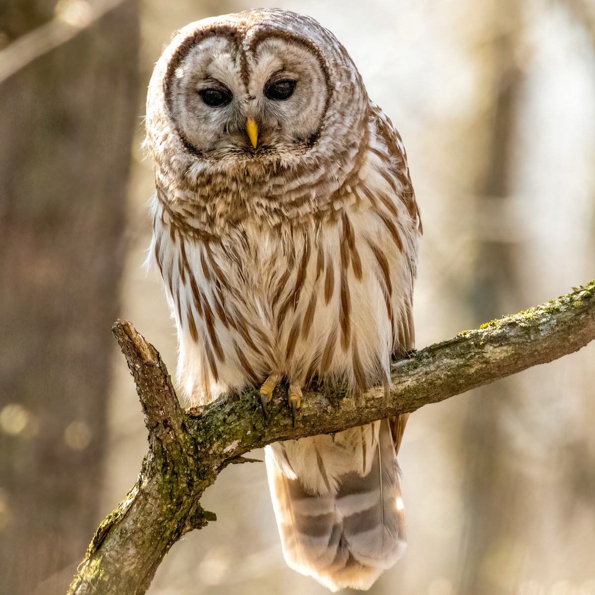 Barred Owl - ML441193061