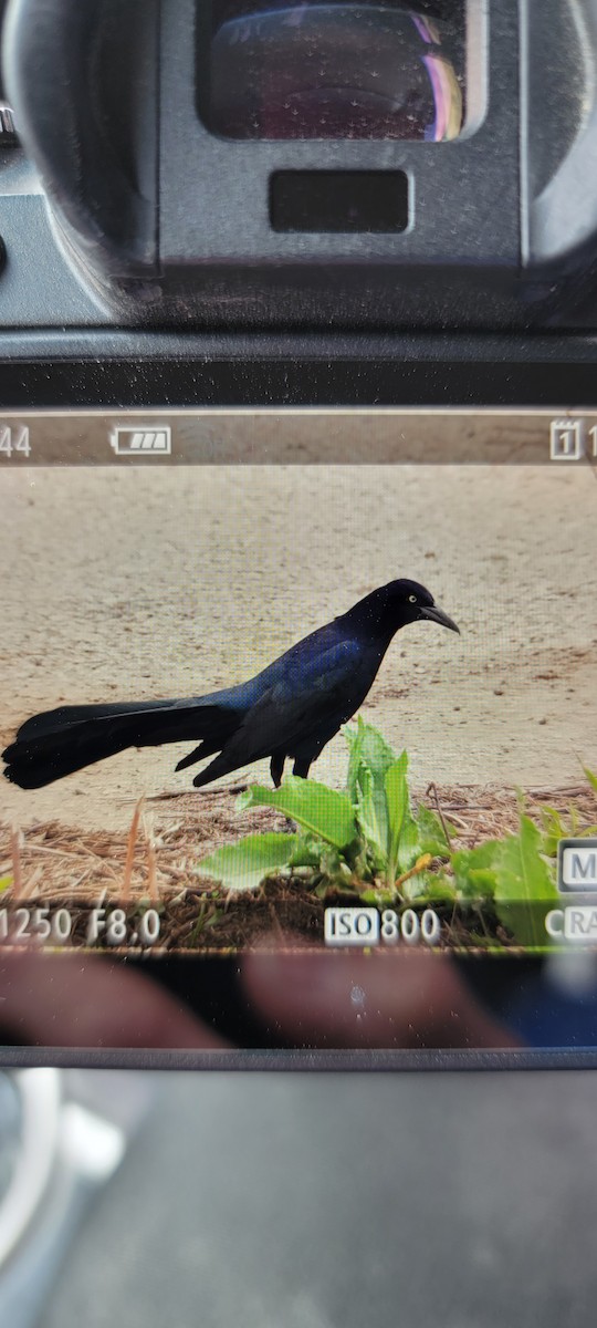 Great-tailed Grackle - ML441198541