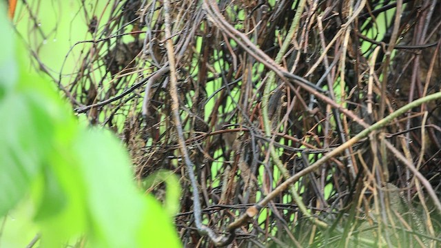 Gray-sided Bush Warbler - ML441198871