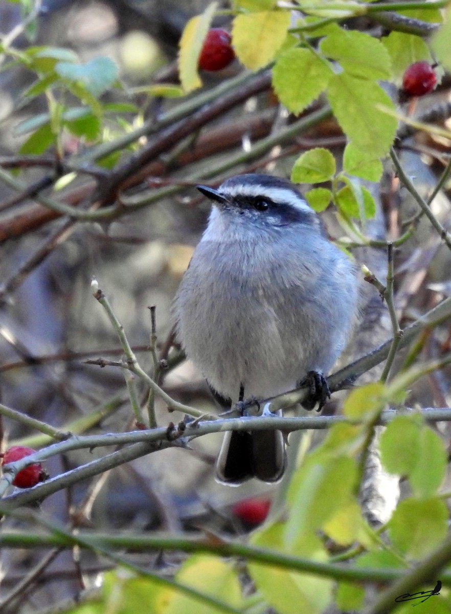 White-browed Chat-Tyrant - Carlos Cabrera