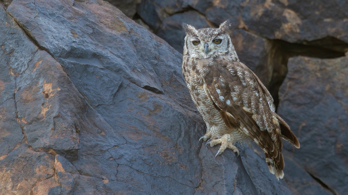 Grayish Eagle-Owl - ML441203131