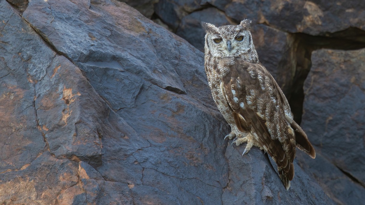 Grayish Eagle-Owl - Robert Tizard