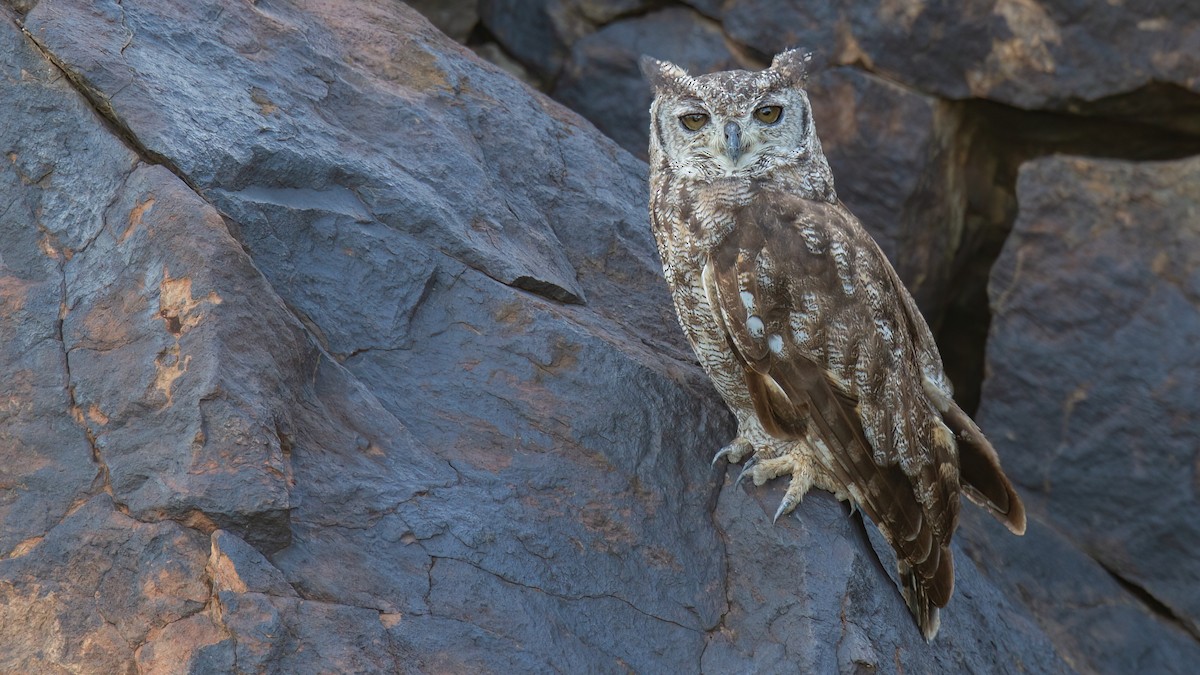 Grayish Eagle-Owl - ML441203351
