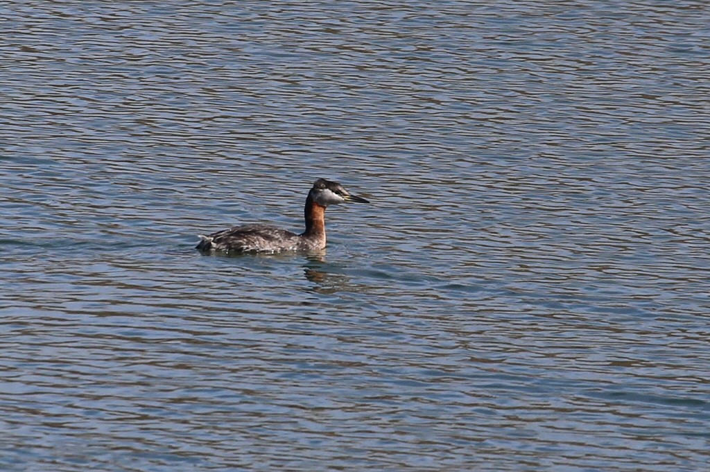 Red-necked Grebe - William Hull