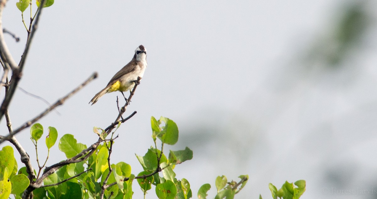 Yellow-vented Bulbul - Forest Botial-Jarvis