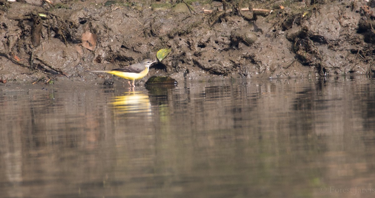 Gray Wagtail - Forest Botial-Jarvis