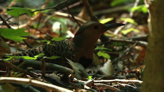 Northern Flicker (Yellow-shafted) - ML441217