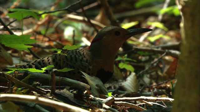 Шилоклювый дятел (auratus/luteus) - ML441217