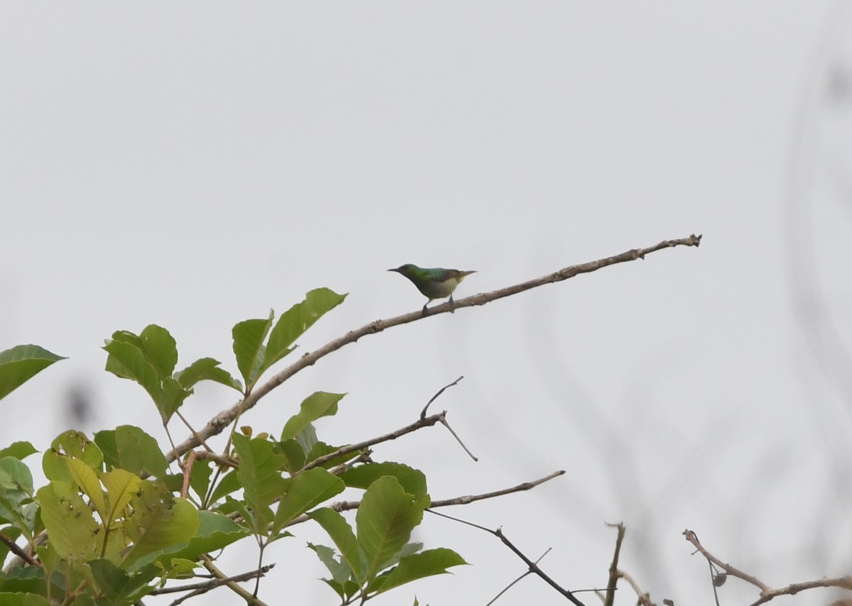Green Sunbird (Gray-throated) - ML441218201