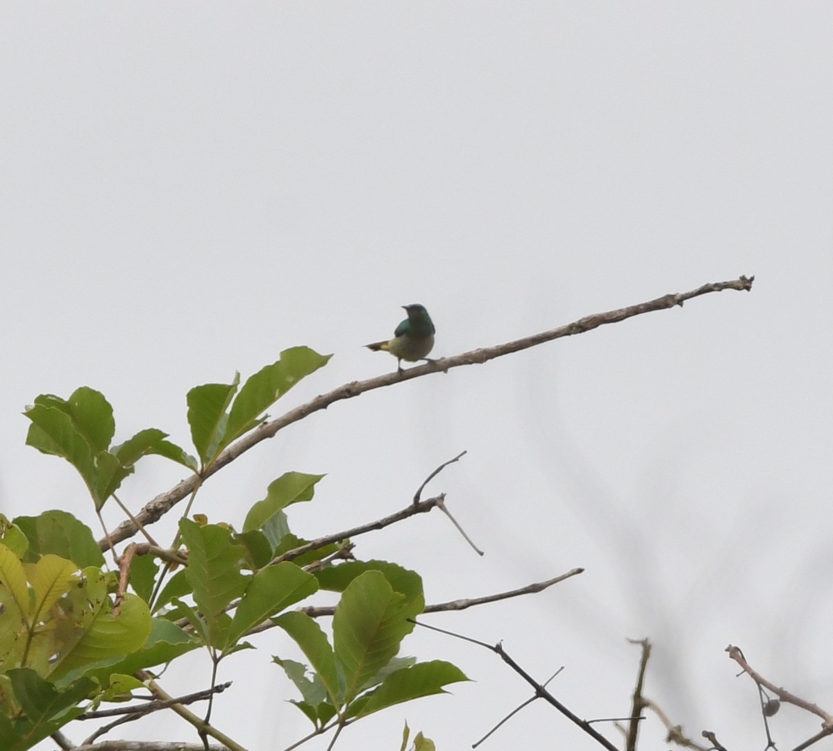 Green Sunbird (Gray-throated) - ML441218311