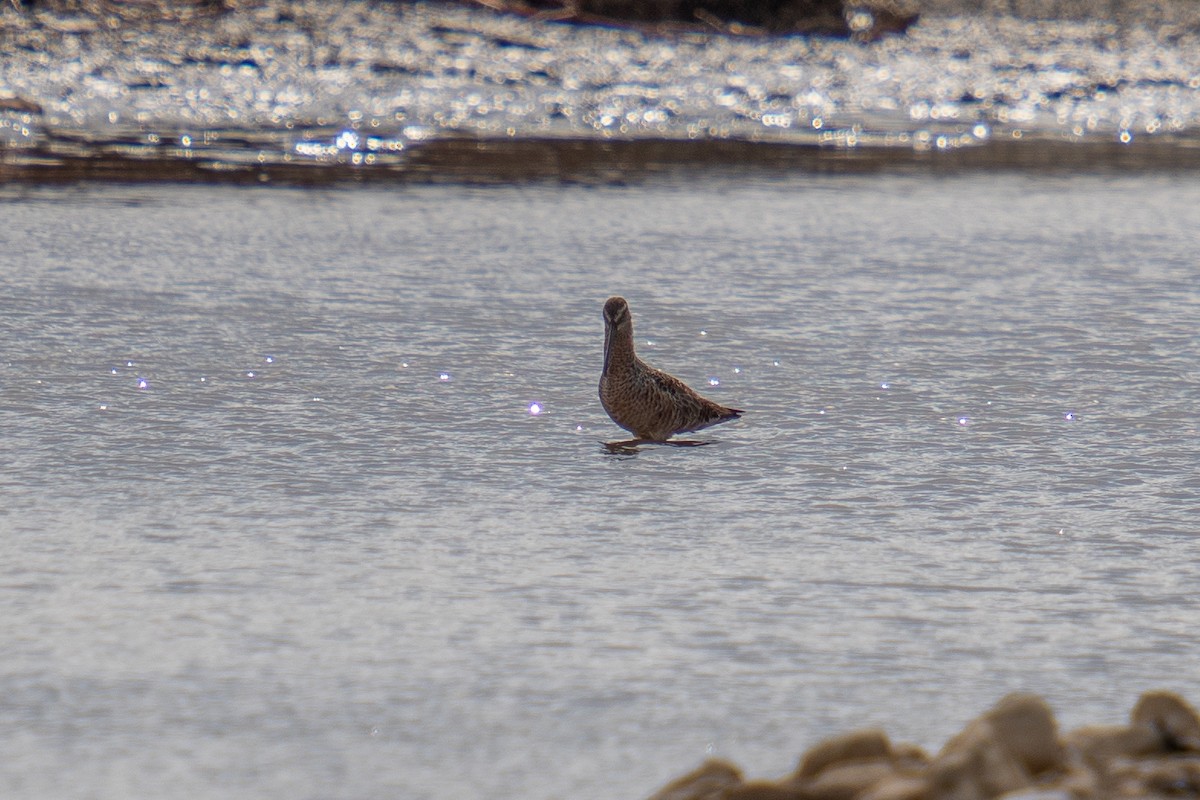 Long-billed Dowitcher - ML441223021