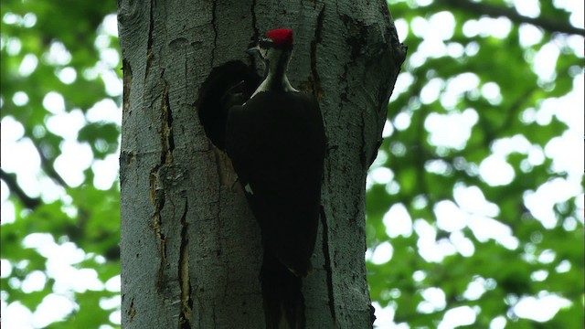Pileated Woodpecker - ML441227