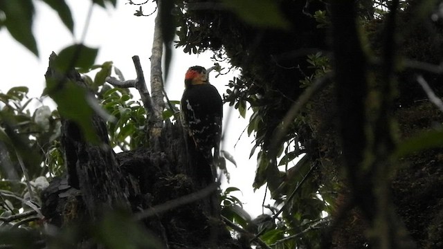 Darjeeling Woodpecker - ML441227581