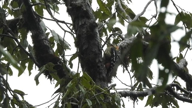 Darjeeling Woodpecker - ML441227981
