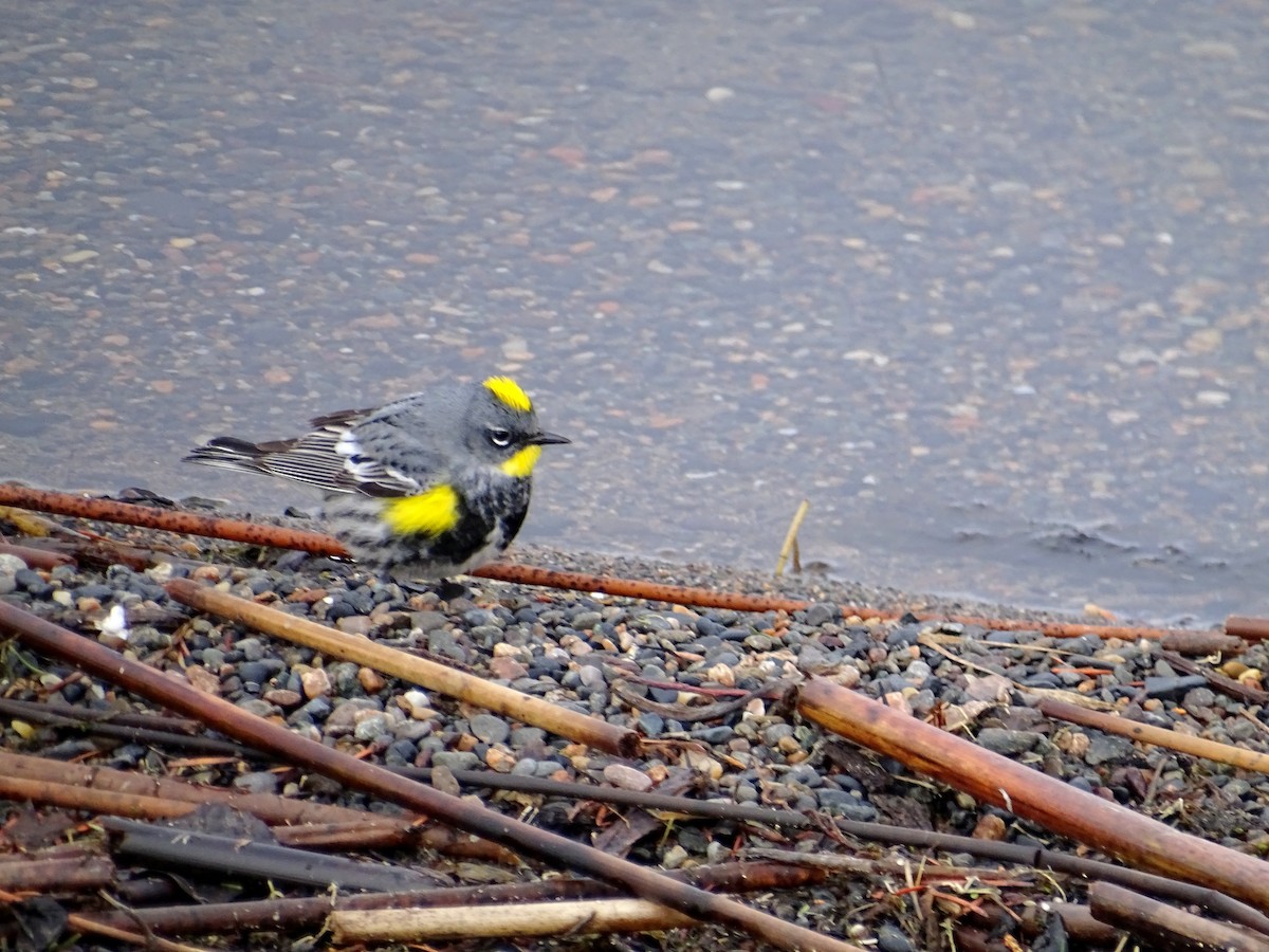 Yellow-rumped Warbler (Audubon's) - ML441230131
