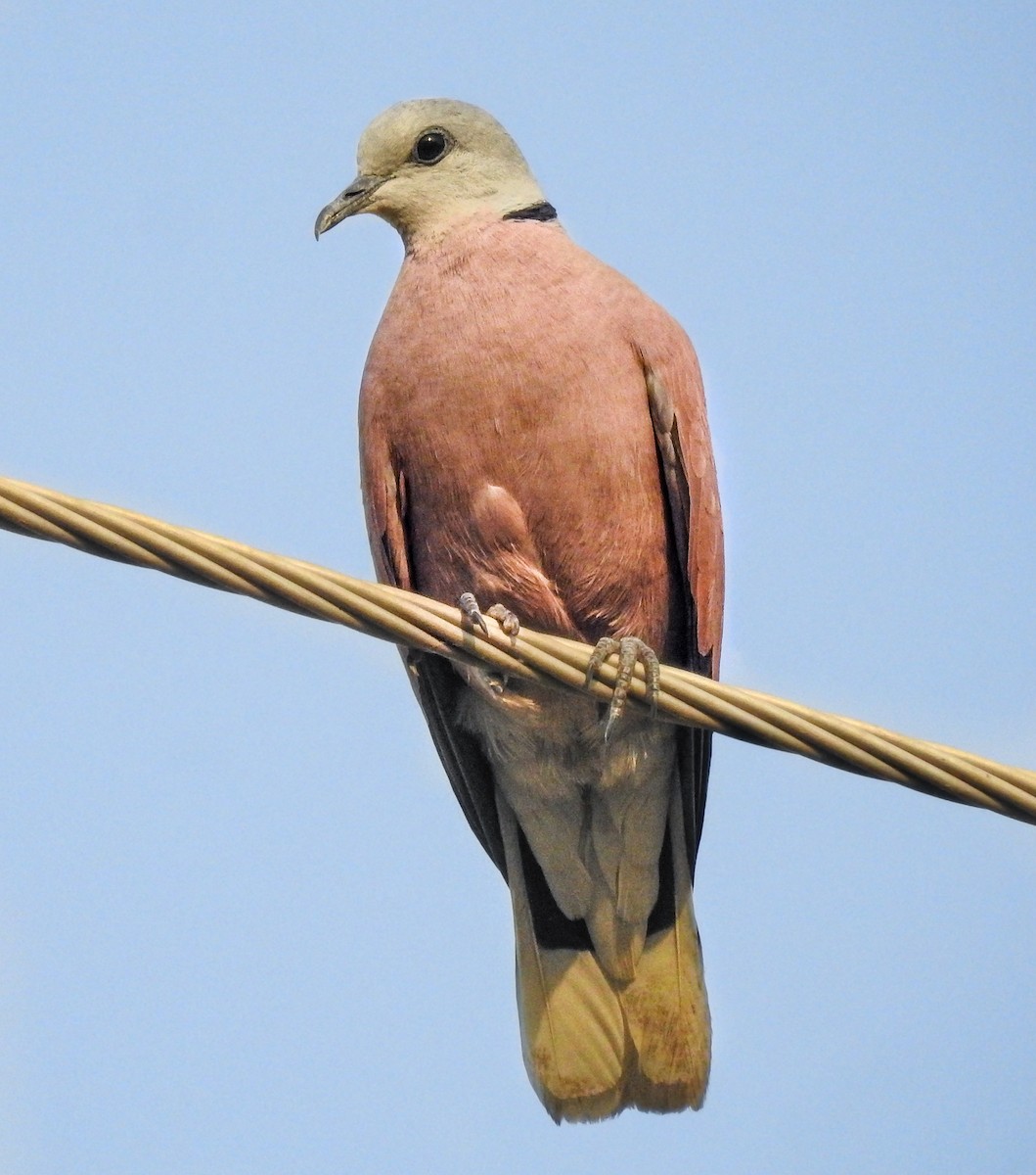 Red Collared-Dove - ML441232781