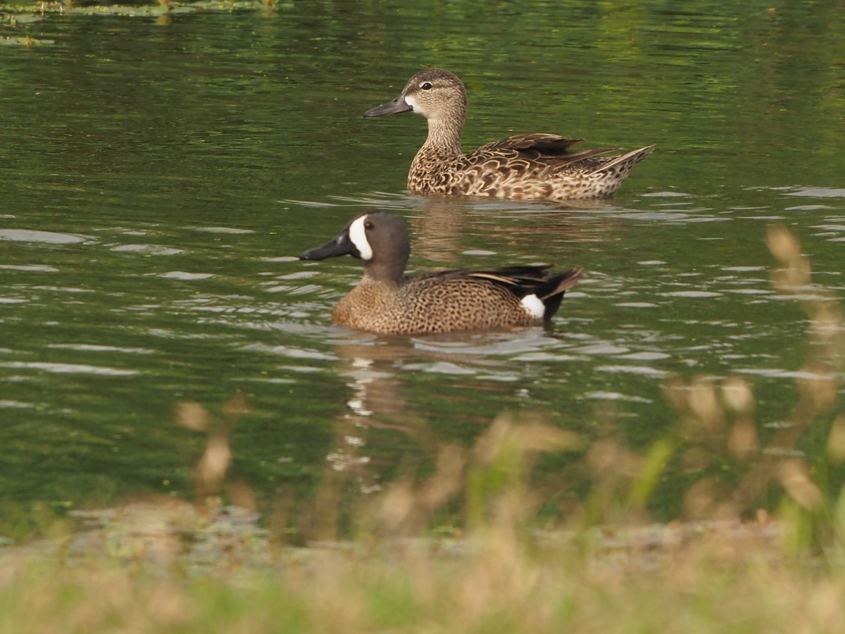 Blue-winged Teal - ML441234331