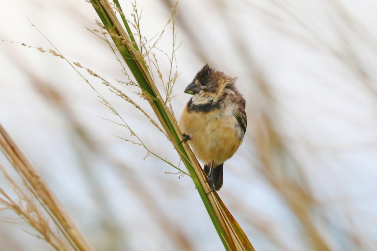 Rusty-collared Seedeater - ML441237601