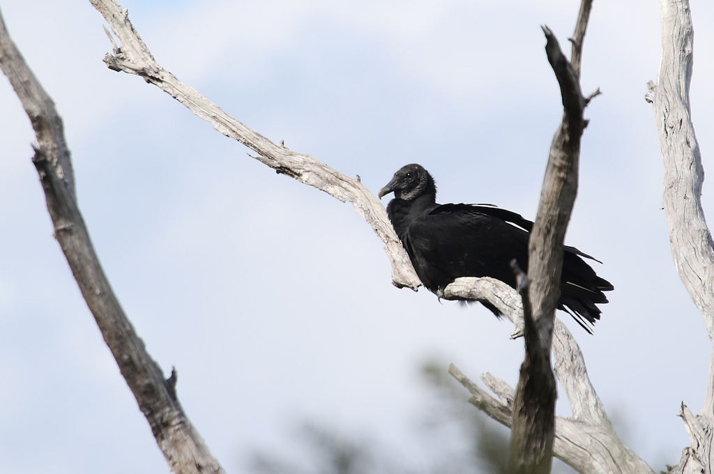 Black Vulture - ML44123971