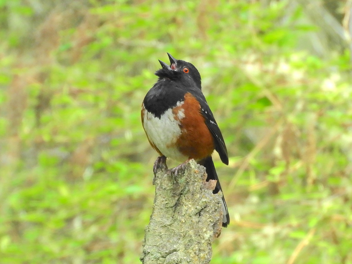 Spotted Towhee - ML441244871