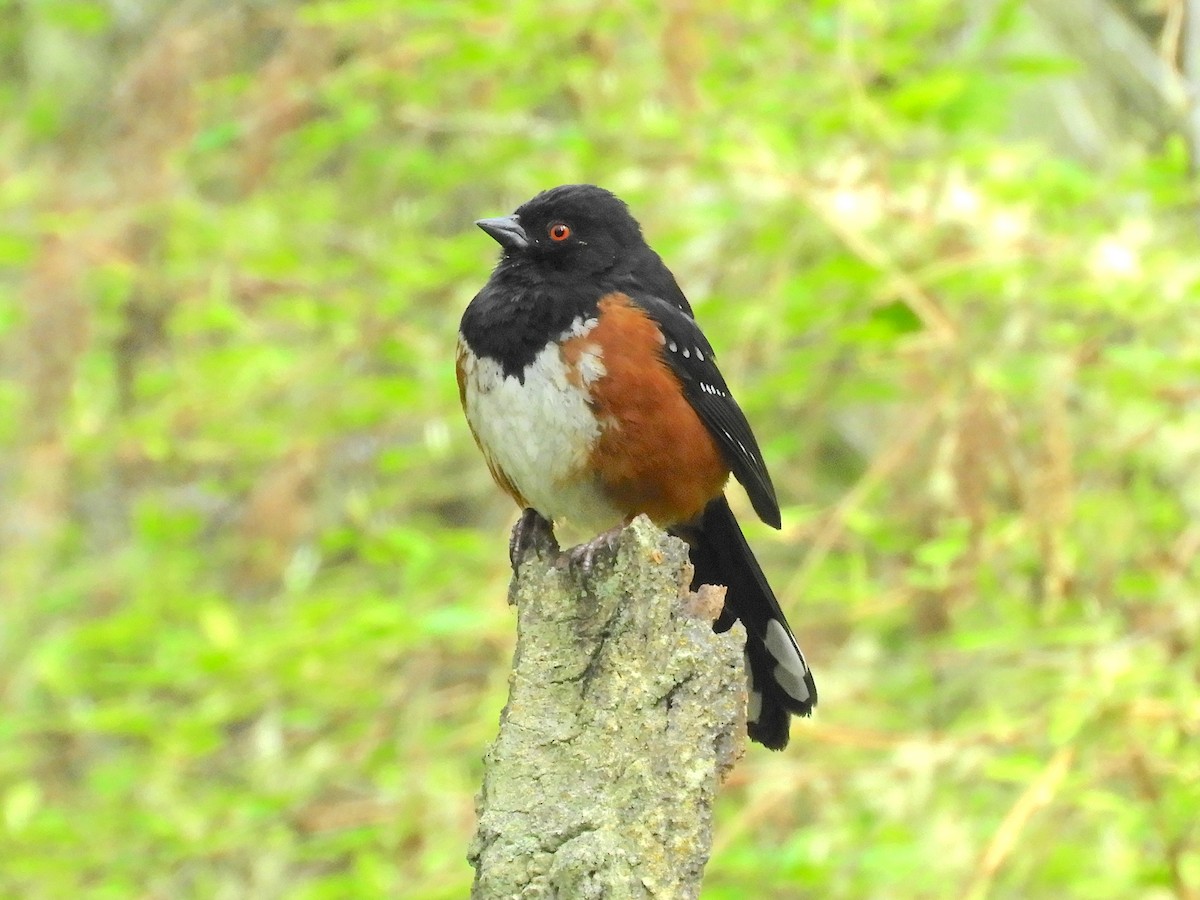 Spotted Towhee - ML441244921