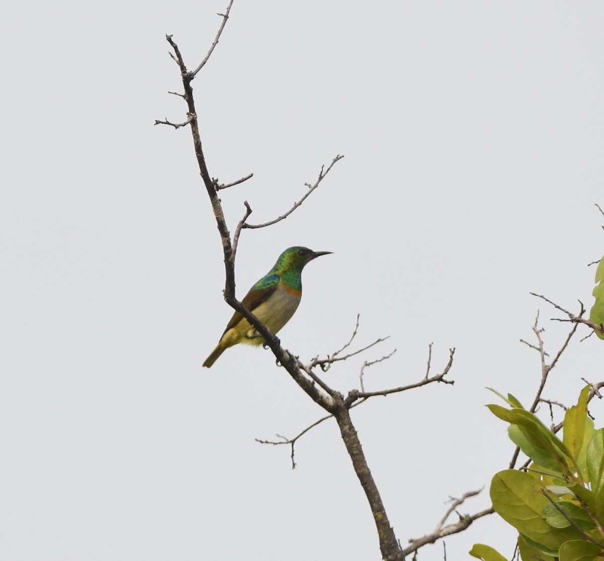 Green Sunbird (Gray-throated) - ML441248741