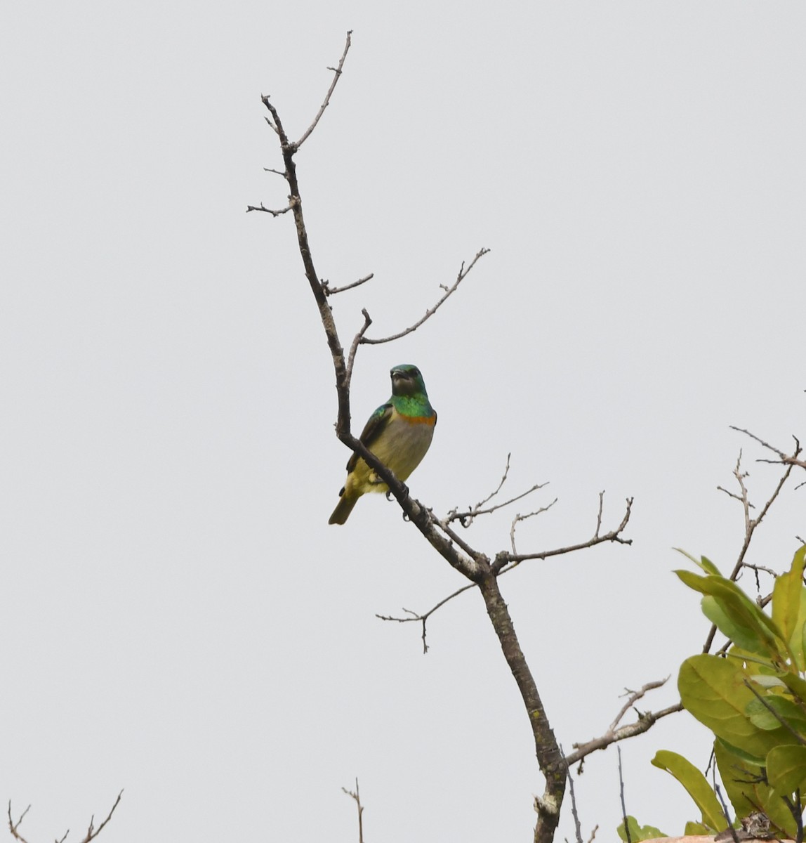 Green Sunbird (Gray-throated) - ML441248821