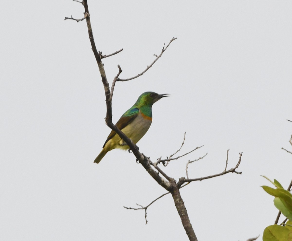 Green Sunbird (Gray-throated) - ML441248931