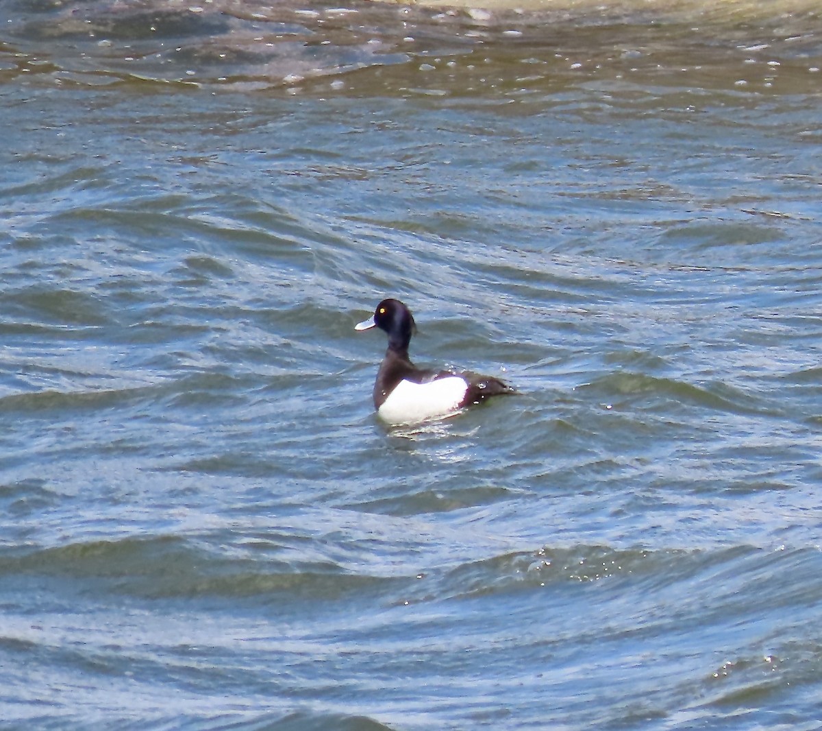 Tufted Duck - ML441249721