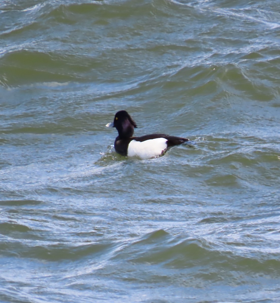 Tufted Duck - ML441249741