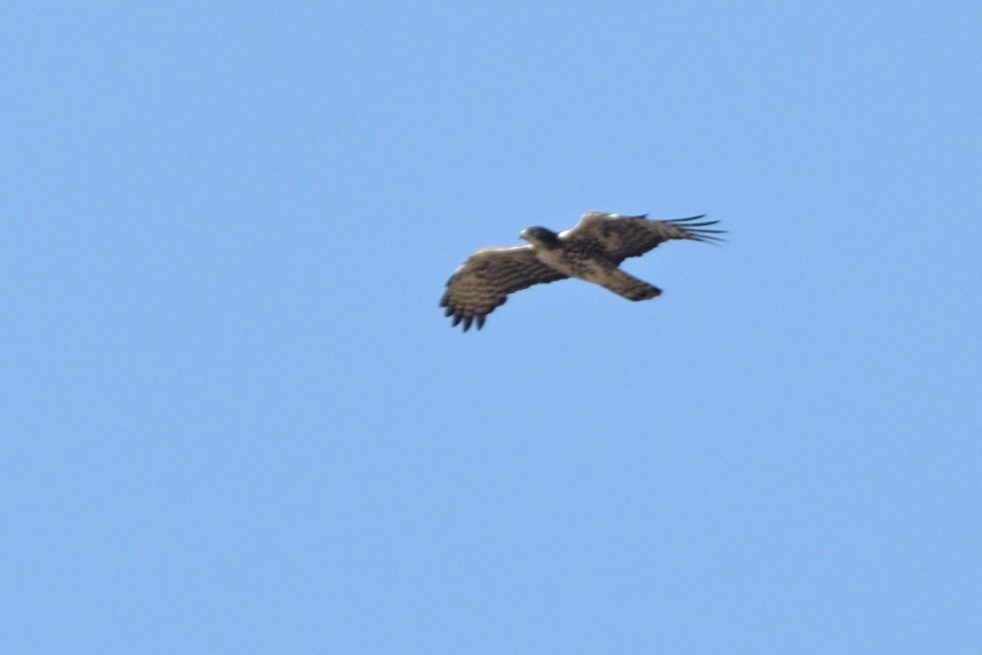 Ayres's Hawk-Eagle - Tomáš Grim