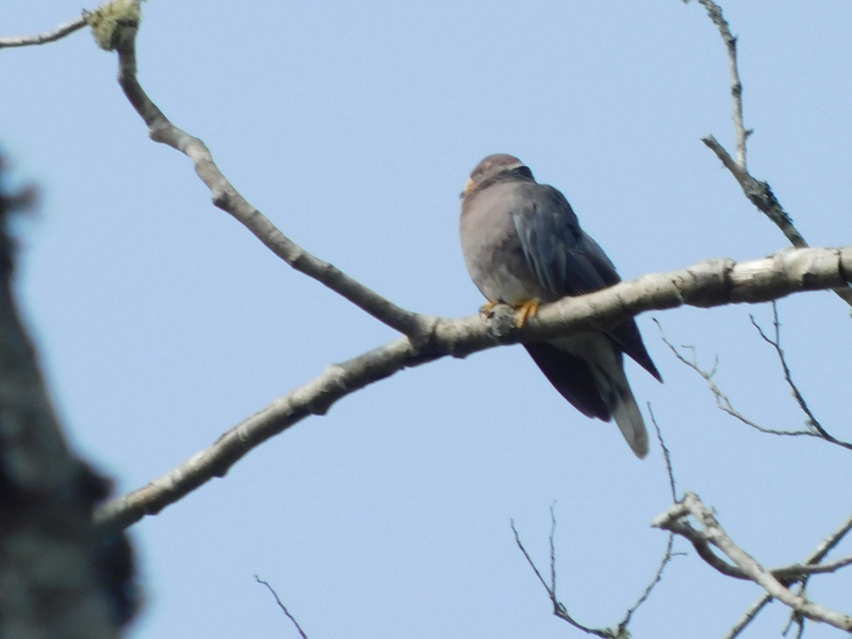 Band-tailed Pigeon - ML441252671