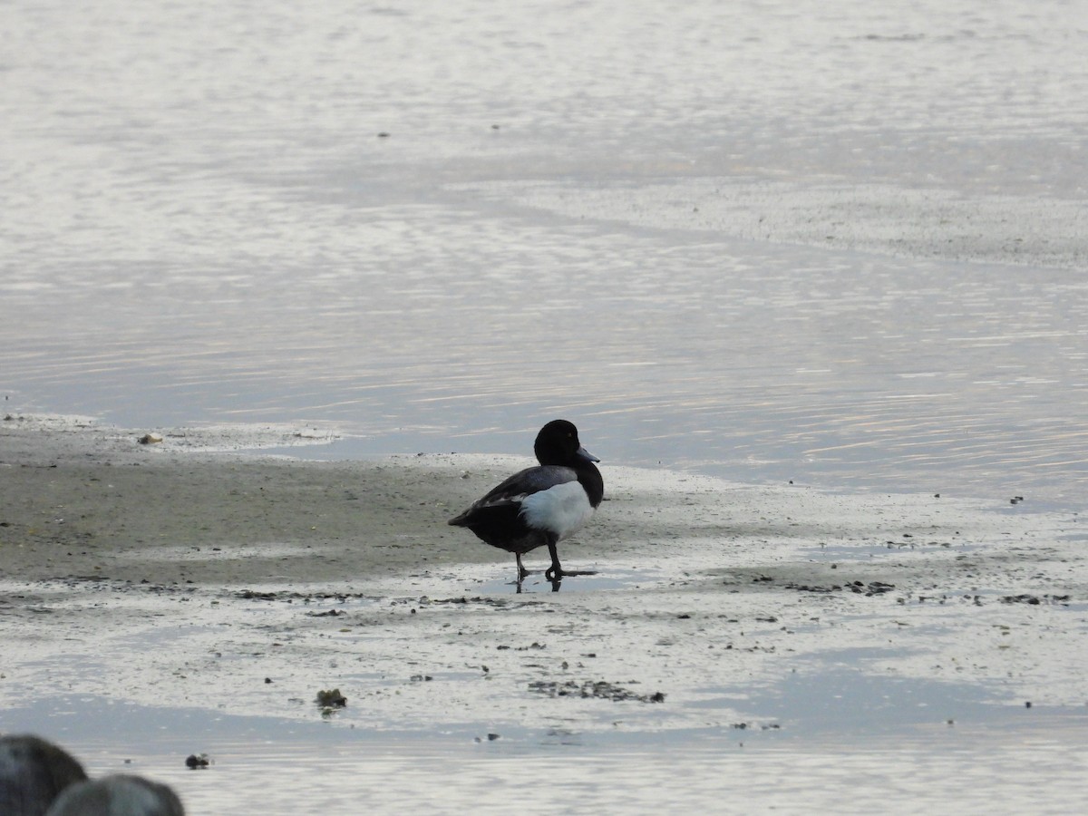 Greater Scaup - ML441252921
