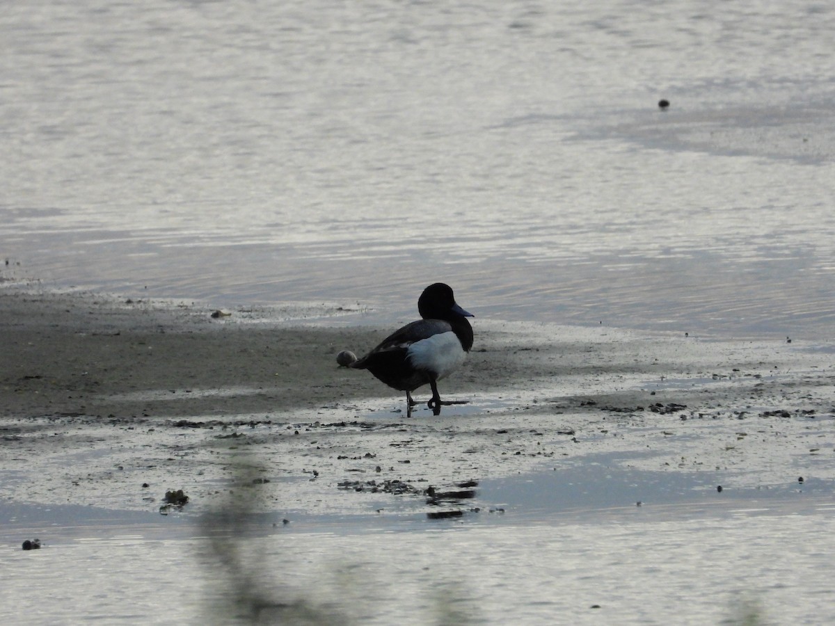 Greater Scaup - ML441252981