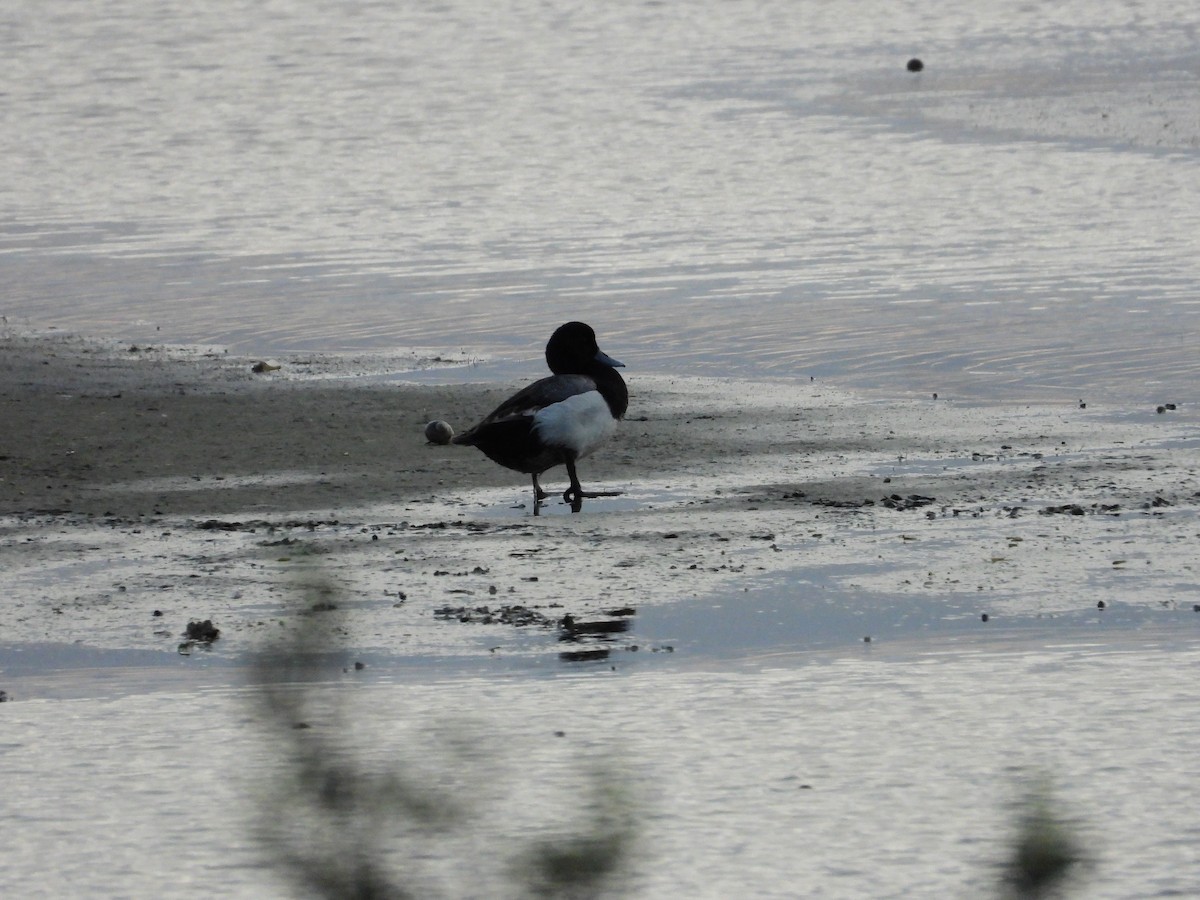 Greater Scaup - ML441253061