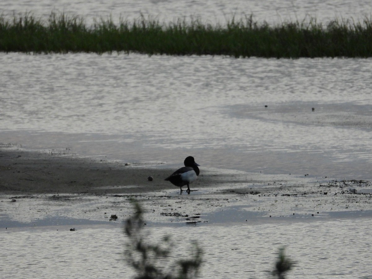 Greater Scaup - ML441253091