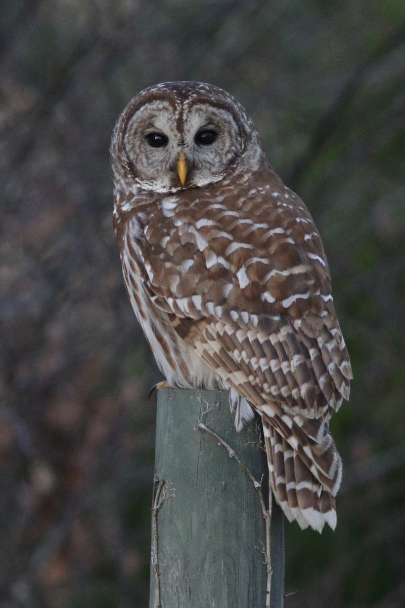 Barred Owl - ML44125361