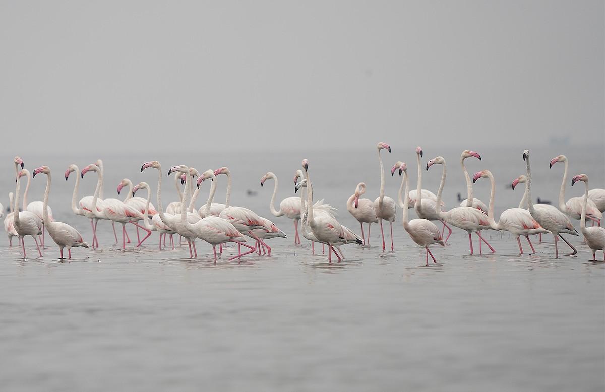 Greater Flamingo - ML441258751