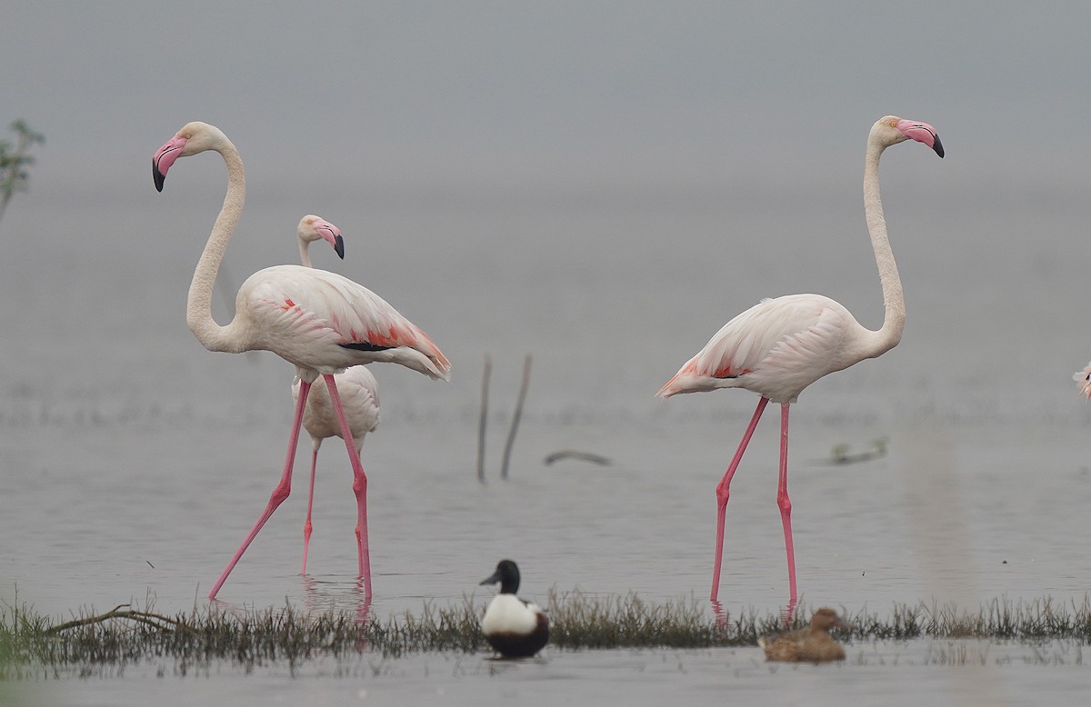 Greater Flamingo - ML441258761