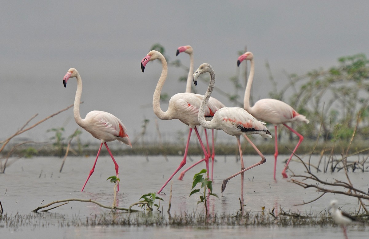 Greater Flamingo - ML441258791