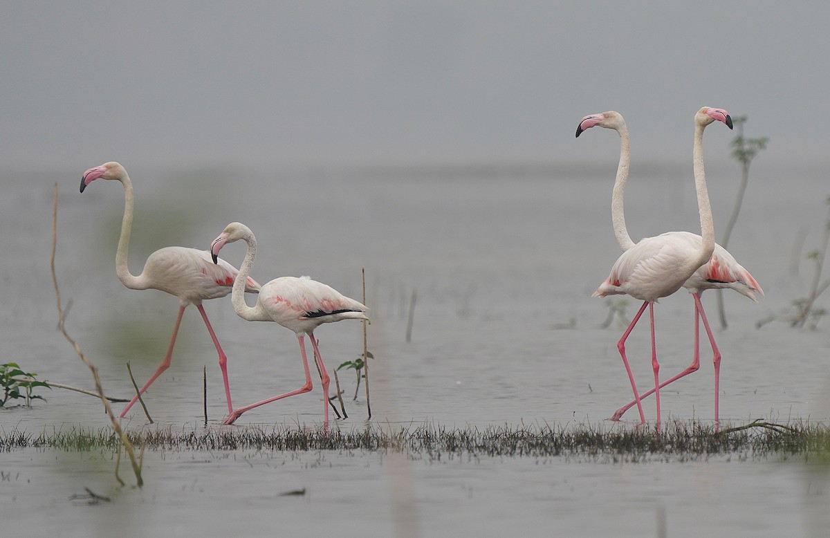 Greater Flamingo - ML441258821