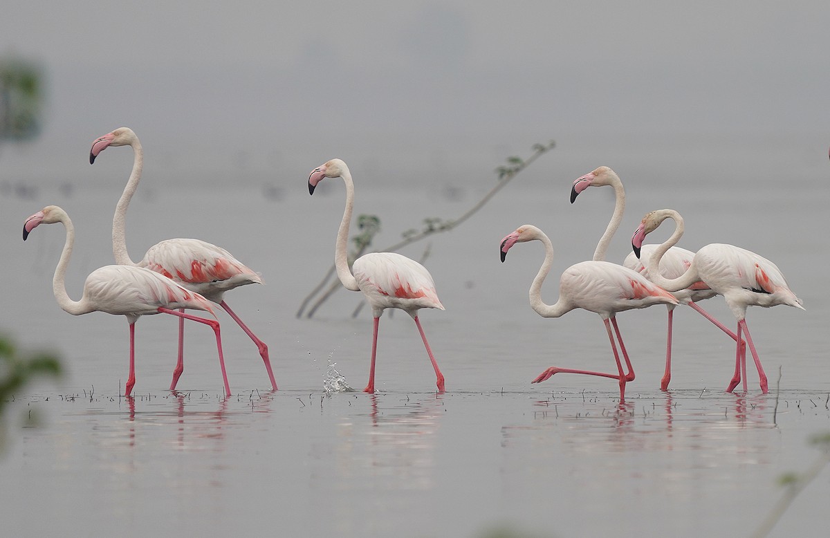 Greater Flamingo - ML441258831