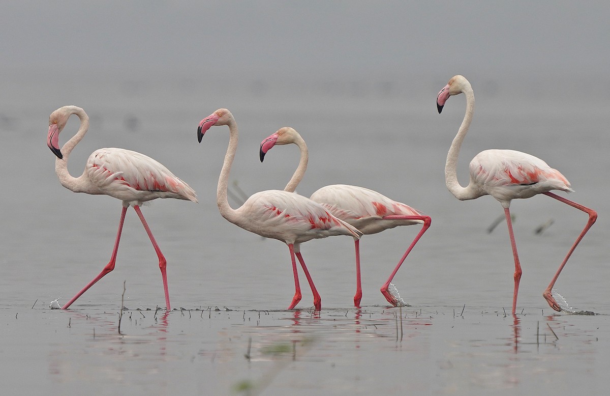 Greater Flamingo - ML441258841
