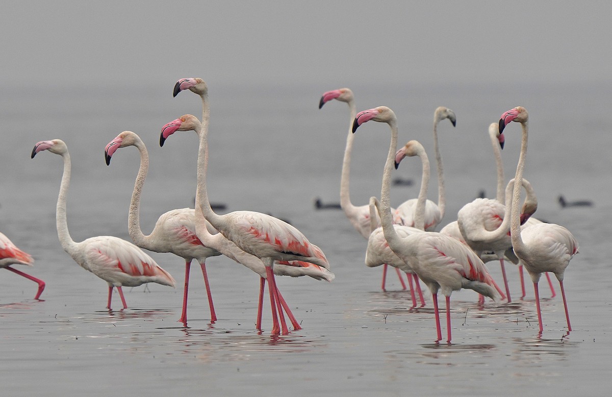 Greater Flamingo - ML441258911