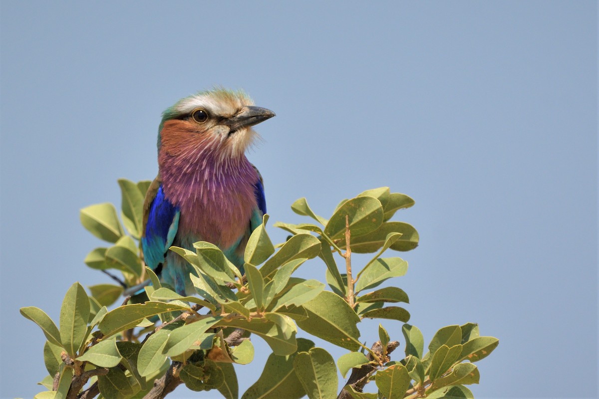 Lilac-breasted Roller (Lilac-breasted) - Tomáš Grim