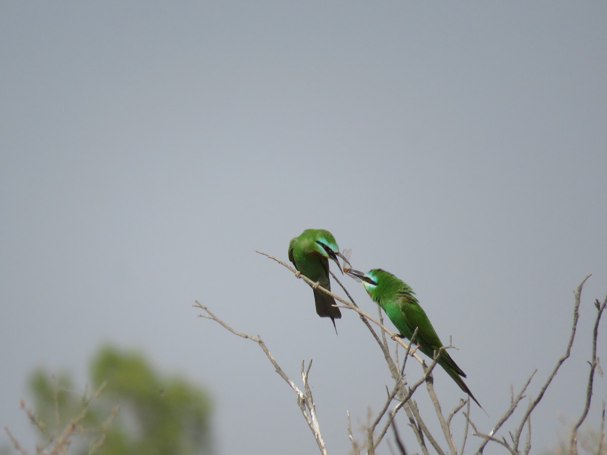 Blue-cheeked Bee-eater - ML441267641